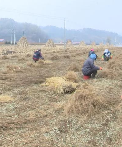 今日山东桓仁玉米最新价格及市场分析：今日山东桓仁玉米最新价格是多少